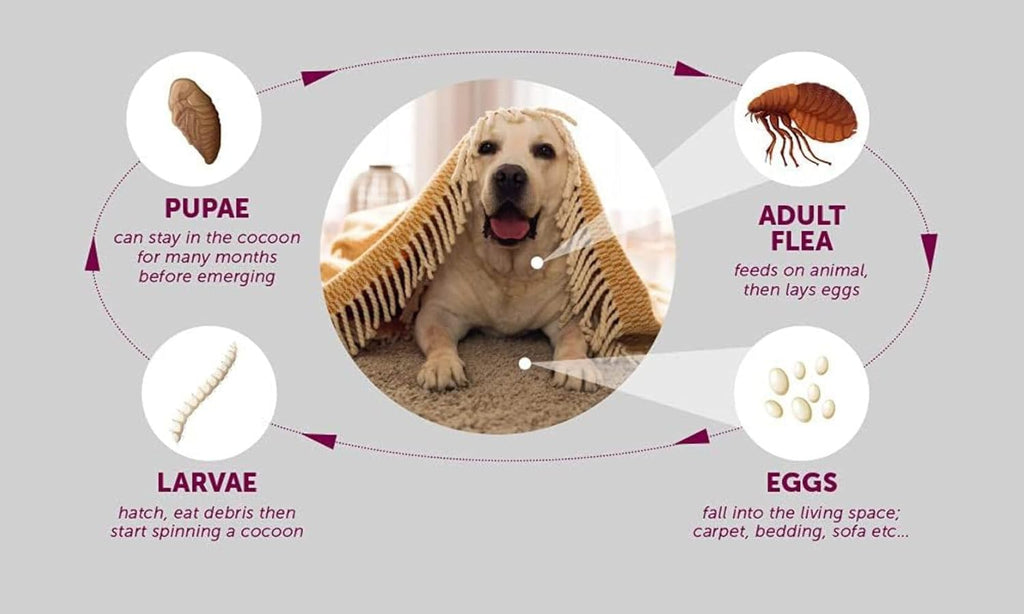 Flea Collar for Dogs 8 Months Natural Flea and Tick Collar Dog Protection – Adjustable Dog Flea Collar for Small, Medium, Large Puppy – Effective & Waterproof Lice, Tick and Larvae Repellent for Dogs